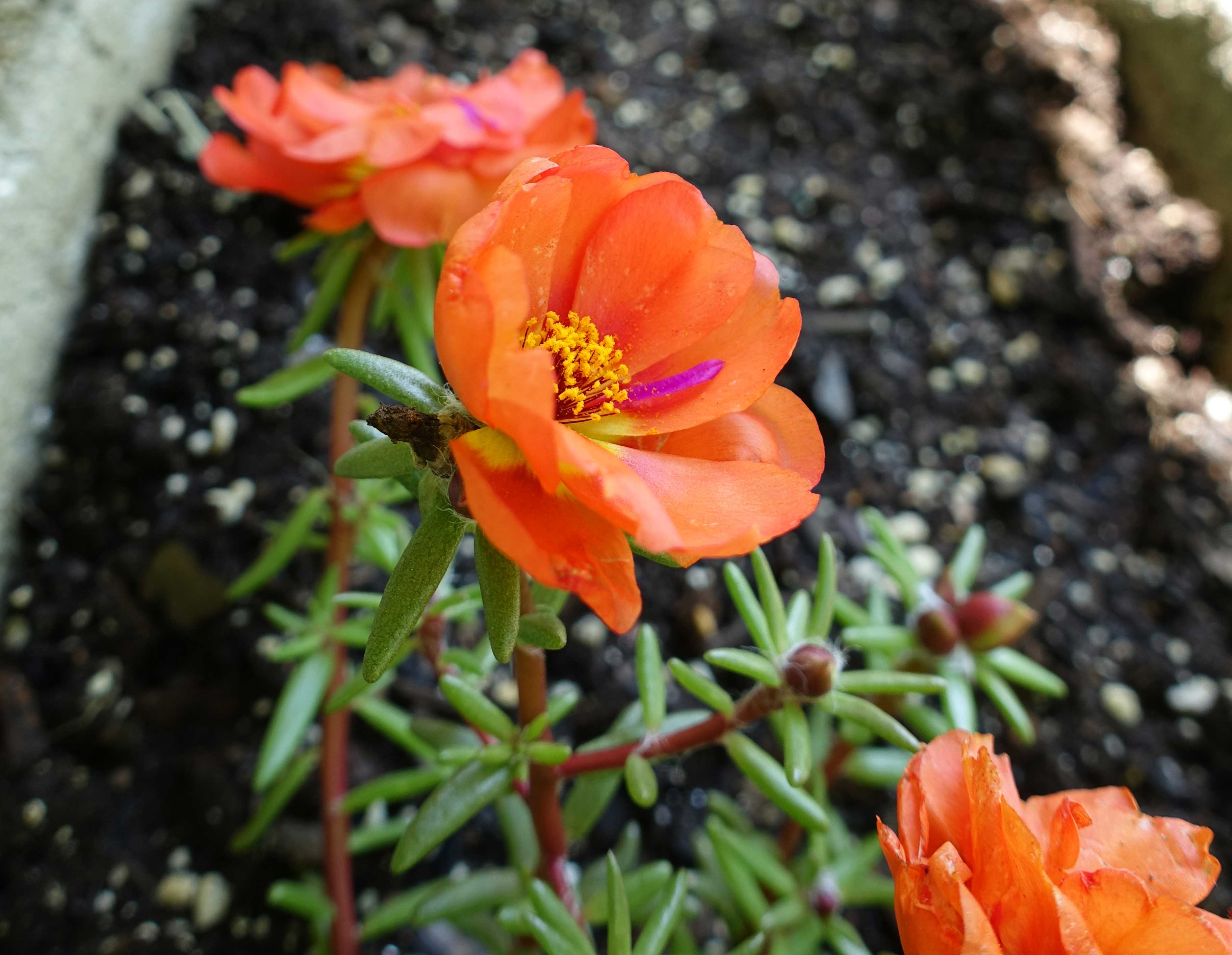 Orange Moss Roses