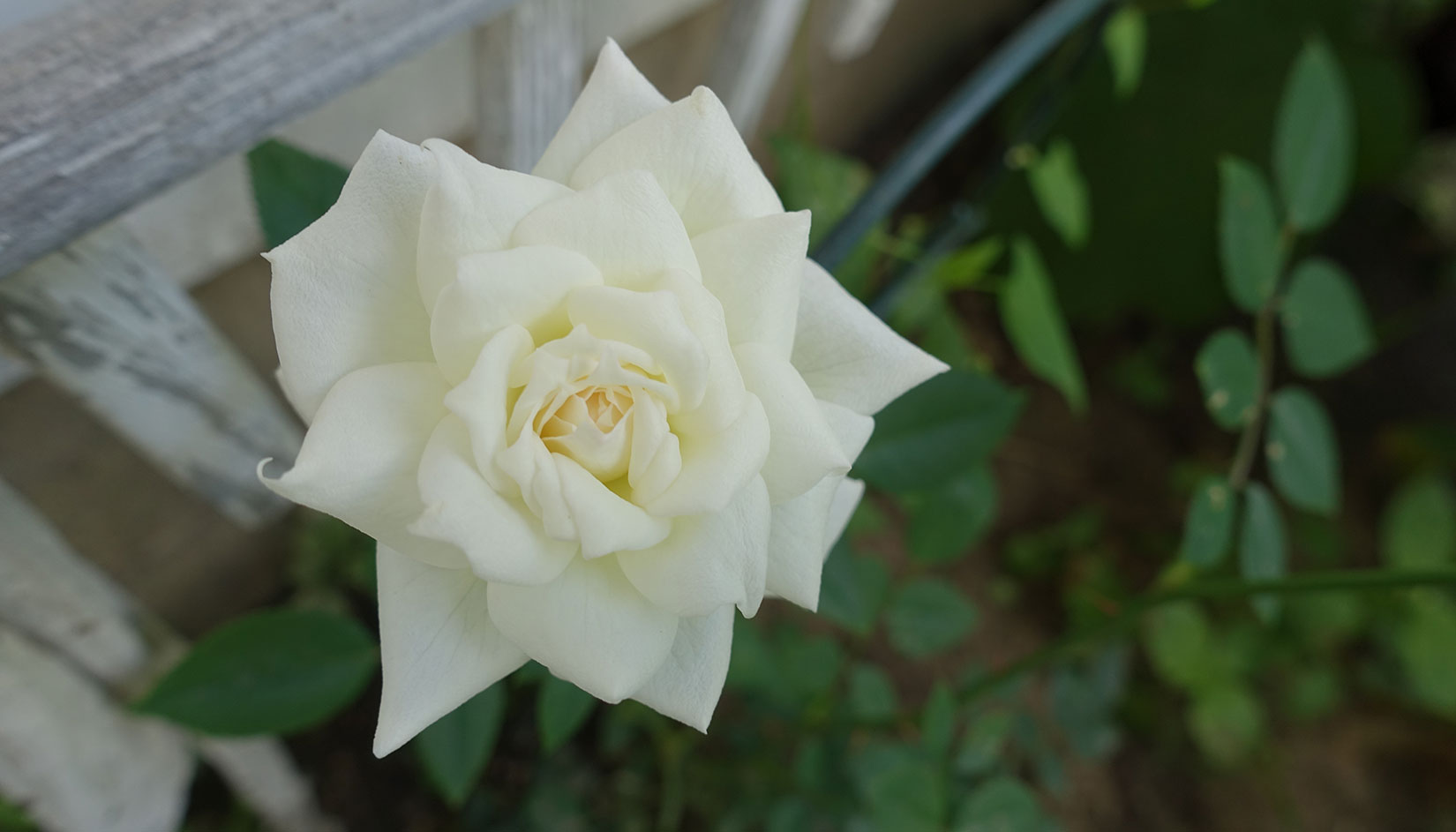 White rose